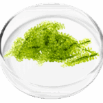 ingredient2